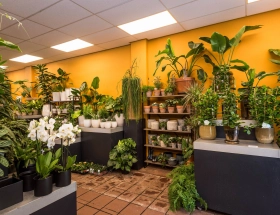 Planten