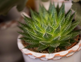 Planten